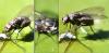 Limnophora maculosa